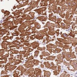 Invitrogen FAM120C Polyclonal Antibody 100 &mu;L; Unconjugated:Antibodies,