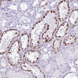 Invitrogen OR4F3 Polyclonal Antibody 100 &mu;L; Unconjugated:Antibodies,
