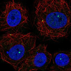 Invitrogen PLEKHH1 Polyclonal Antibody 100 &mu;L; Unconjugated:Antibodies,