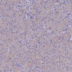 Invitrogen PET117 Polyclonal Antibody 100 &mu;L; Unconjugated:Antibodies,