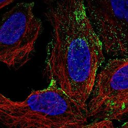 Invitrogen FAM198A Polyclonal Antibody 100 &mu;L; Unconjugated:Antibodies,