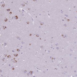 Invitrogen CNTNAP3 Polyclonal Antibody 100 &mu;L; Unconjugated:Antibodies,