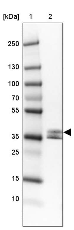 Invitrogen NAPSA Polyclonal Antibody 100 &mu;L; Unconjugated:Antibodies,