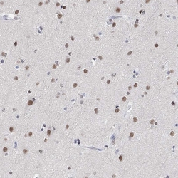 Invitrogen PURG Polyclonal Antibody 100 &mu;L; Unconjugated:Antibodies,