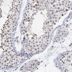 Invitrogen PURG Polyclonal Antibody 100 &mu;L; Unconjugated:Antibodies,