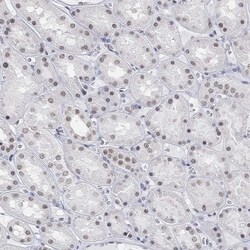 Invitrogen PURG Polyclonal Antibody 100 &mu;L; Unconjugated:Antibodies,