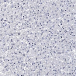 Invitrogen PURG Polyclonal Antibody 100 &mu;L; Unconjugated:Antibodies,