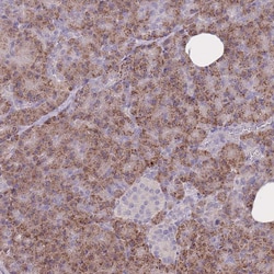 FRG2 Polyclonal Antibody:Antibodies, Polyclonal