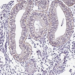 Invitrogen SMIM4 Polyclonal Antibody 100 &mu;L; Unconjugated:Antibodies,