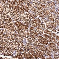 Invitrogen SMIM4 Polyclonal Antibody 100 &mu;L; Unconjugated:Antibodies,