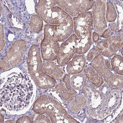 Invitrogen GPN3 Polyclonal Antibody 100 &mu;L; Unconjugated:Antibodies,