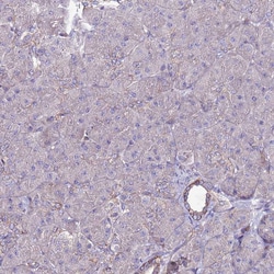 Invitrogen GPN3 Polyclonal Antibody 100 &mu;L; Unconjugated:Antibodies,