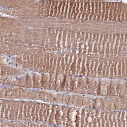 Invitrogen GPN3 Polyclonal Antibody 100 &mu;L; Unconjugated:Antibodies,