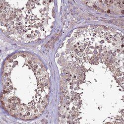 Invitrogen GPN3 Polyclonal Antibody 100 &mu;L; Unconjugated:Antibodies,