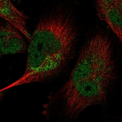 LIN37 Polyclonal Antibody:Antibodies, Polyclonal