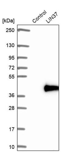 LIN37 Polyclonal Antibody:Antibodies, Polyclonal