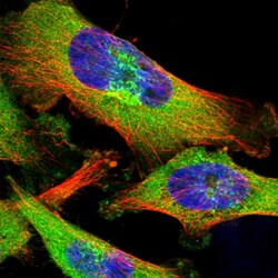 ZC3HAV1 Polyclonal Antibody:Antibodies, Polyclonal