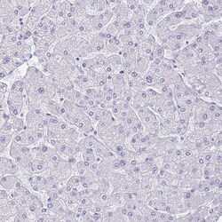 Invitrogen PPP1R17 Polyclonal Antibody 100 &mu;L; Unconjugated:Antibodies,