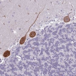 Invitrogen PPP1R17 Polyclonal Antibody 100 &mu;L; Unconjugated:Antibodies,
