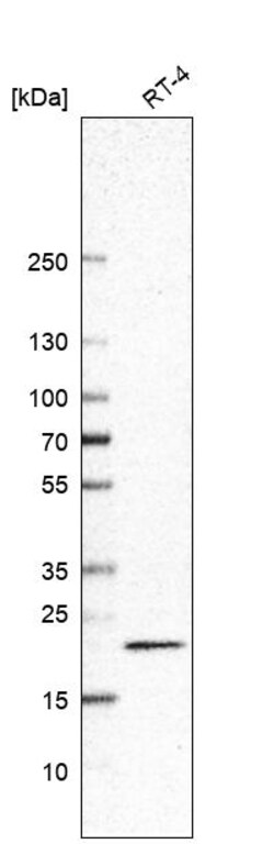 Invitrogen RAC1/RAC2/RAC3 Polyclonal Antibody 100 &mu;L; Unconjugated:Anticuerpos