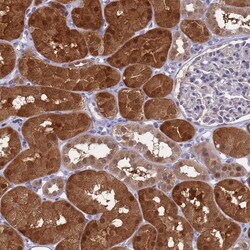 ENOSF1 Polyclonal Antibody:Antibodies, Polyclonal