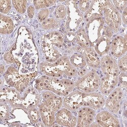 Invitrogen RBM4B Polyclonal Antibody 100 &mu;L; Unconjugated:Antibodies,