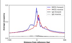 Invitrogen PATZ1 Polyclonal Antibody 100 &mu;L; Unconjugated:Antibodies,