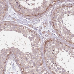 Invitrogen SPATA31D1 Polyclonal Antibody 100 &mu;L; Unconjugated:Antibodies,