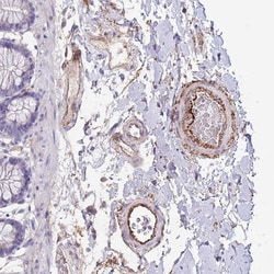 Invitrogen LEPROTL1 Polyclonal Antibody 100 &mu;L; Unconjugated:Antibodies,