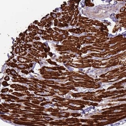 Invitrogen TRAPPC6B Polyclonal Antibody 100 &mu;L; Unconjugated:Antibodies,