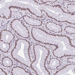 Invitrogen RBM7 Polyclonal Antibody 100 &mu;L; Unconjugated:Antibodies,