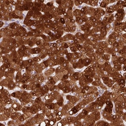 Invitrogen REEP6 Polyclonal Antibody 100 &mu;L; Unconjugated:Antibodies,