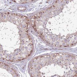 Invitrogen CCDC150 Polyclonal Antibody 100 &mu;L; Unconjugated:Antibodies,