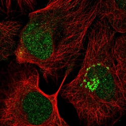 Invitrogen PFDN6 Polyclonal Antibody 100 &mu;L; Unconjugated:Antibodies,