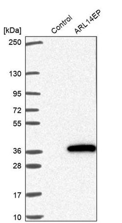 Invitrogen C11orf46 Polyclonal Antibody 100 &mu;L; Unconjugated:Antibodies,