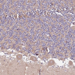 Invitrogen SPDL1 Polyclonal Antibody 100 &mu;L; Unconjugated:Antibodies,