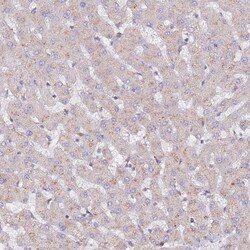 Invitrogen SPDL1 Polyclonal Antibody 100 &mu;L; Unconjugated:Antibodies,