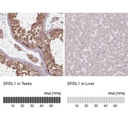 Invitrogen SPDL1 Polyclonal Antibody 100 &mu;L; Unconjugated:Antibodies,