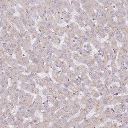 Invitrogen SPDL1 Polyclonal Antibody 100 &mu;L; Unconjugated:Antibodies,