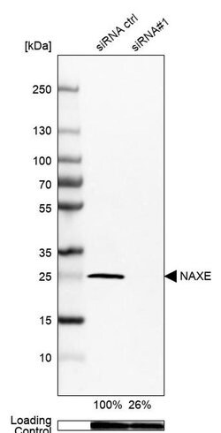 Invitrogen APOA1BP Polyclonal Antibody 100 &mu;L; Unconjugated:Antibodies,