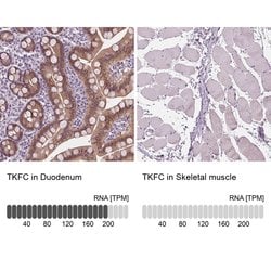 Invitrogen DAK Polyclonal Antibody 100 &mu;L; Unconjugated:Antibodies,