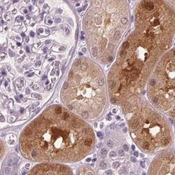 Invitrogen DAK Polyclonal Antibody 100 &mu;L; Unconjugated:Antibodies,