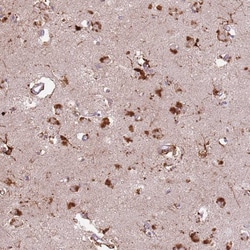 Invitrogen GDPGP1 Polyclonal Antibody 100 &mu;L; Unconjugated:Antibodies,