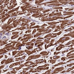 Invitrogen GAS8 Polyclonal Antibody 100 &mu;L | Buy Online | Invitrogen&trade; | Fisher Scientific