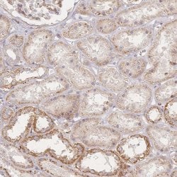 Invitrogen ZNF852 Polyclonal Antibody 100 &mu;L; Unconjugated:Antibodies,