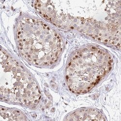 Invitrogen MAZ Polyclonal Antibody 100 &mu;L; Unconjugated:Antibodies,