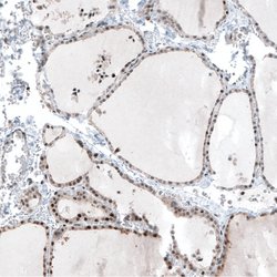 Invitrogen MAZ Polyclonal Antibody 100 &mu;L; Unconjugated:Antibodies,