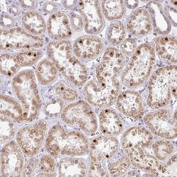 Invitrogen MAZ Polyclonal Antibody 100 &mu;L; Unconjugated:Antibodies,