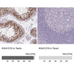 KIAA1210 Polyclonal Antibody:Antibodies, Polyclonal