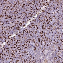 Invitrogen FAM43A Polyclonal Antibody 100 &mu;L; Unconjugated:Antibodies,